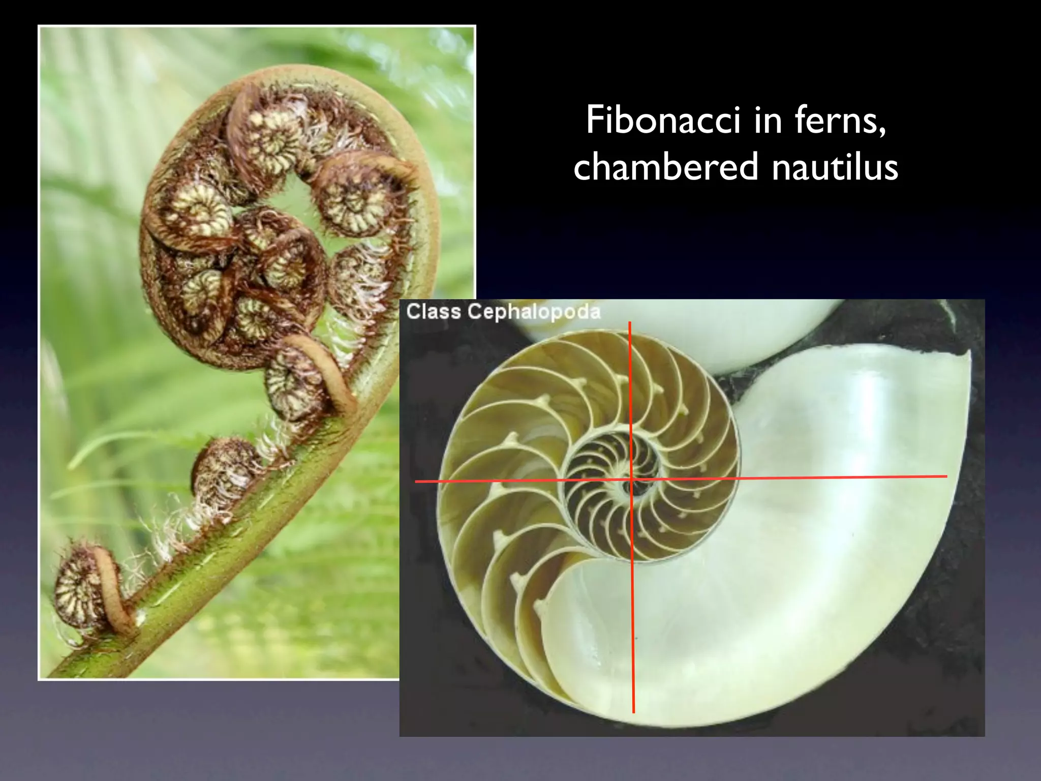 Fibonacci in ferns,
chambered nautilus
 