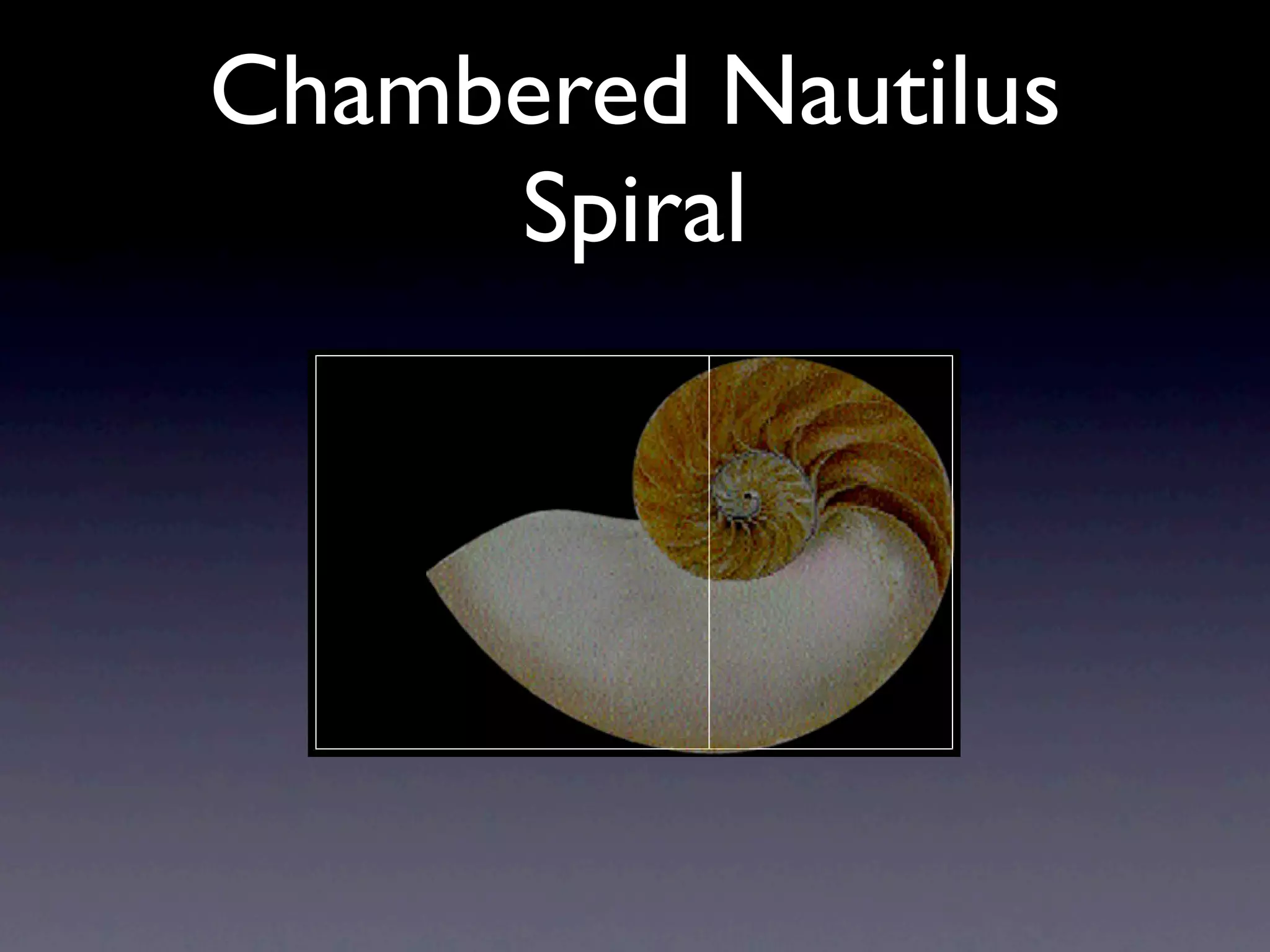 Chambered Nautilus
     Spiral
 