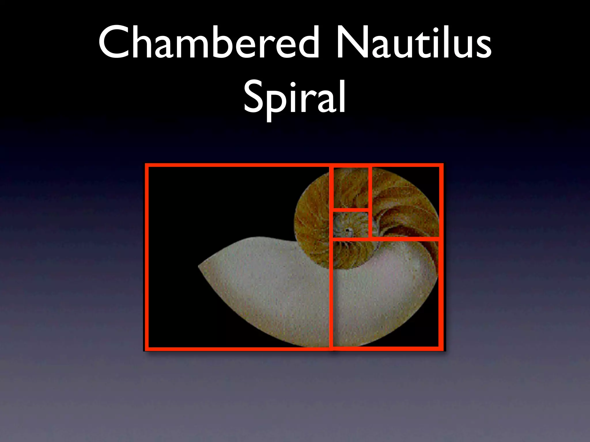 Chambered Nautilus
     Spiral
 