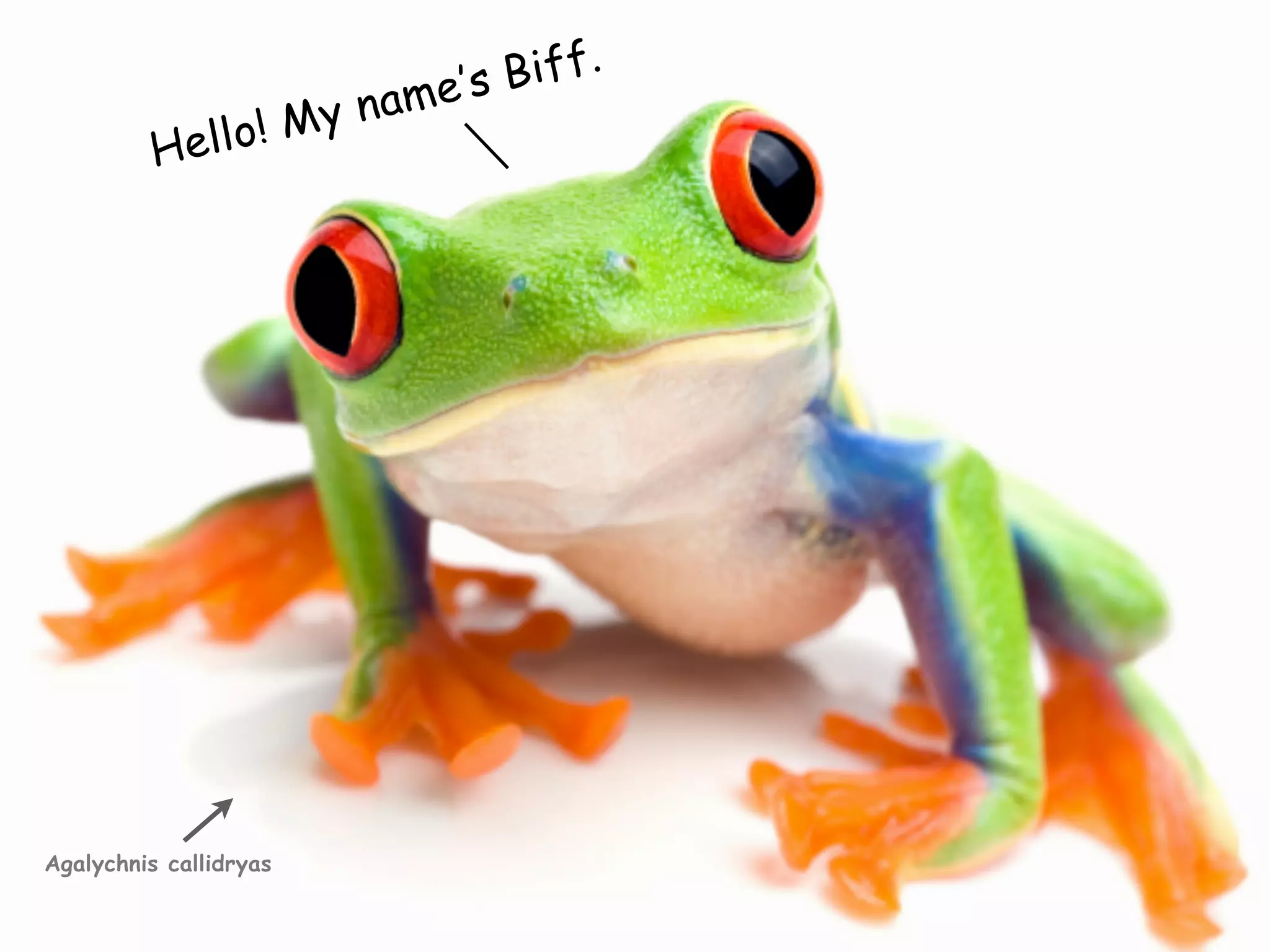 e’s B iff.
                     nam
          Hell o! My




Agalychnis callidryas
 