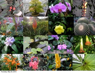 UG-Royal Landscapes, Mityana Landscape Garden Imagery , Republic of UgandaThursday, May 29, 2014
 