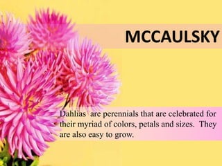 MCCAULSKY 
Dahlias are perennials that are celebrated for 
their myriad of colors, petals and sizes. They 
are also easy to grow. 
 