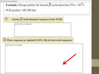 Comprehensive Guide to PCR Primer Design and Optimization Techniques | PDF