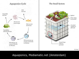 Aquaponics, Mediamatic.net (Amsterdam)
 