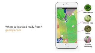 Where is this food really from?
gamaya.com
 