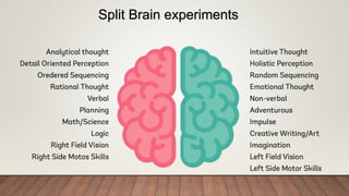 Split Brain experiments
 