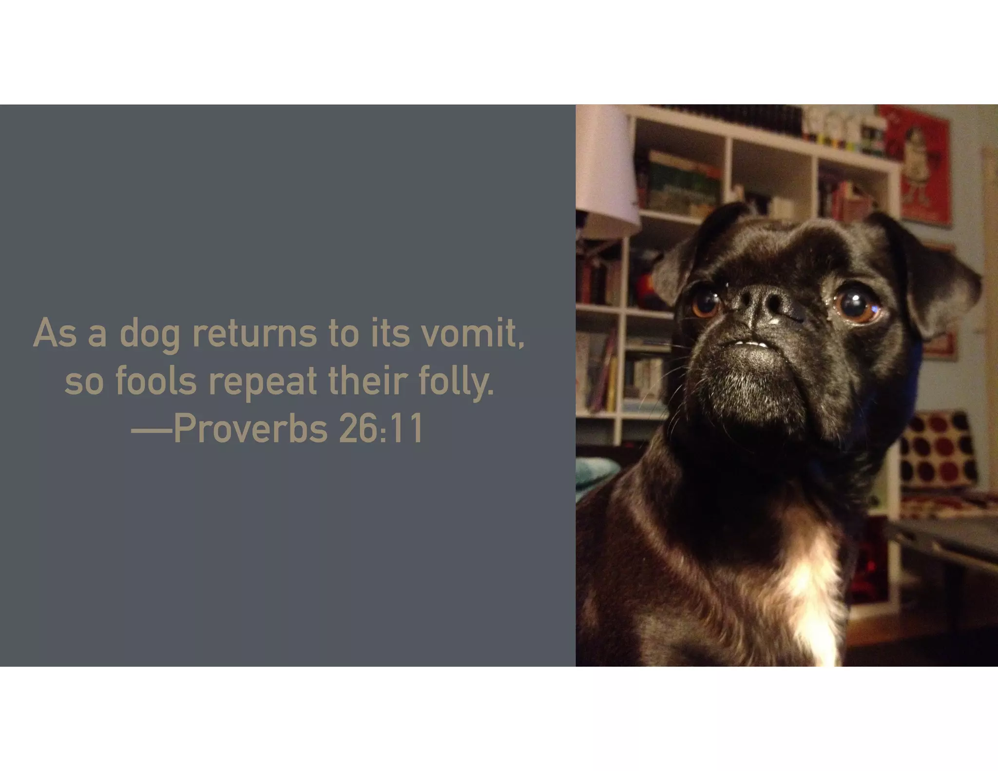 As a dog returns to its vomit,
so fools repeat their folly.
—Proverbs 26:11
 