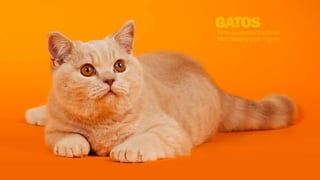 Desing de interação 003