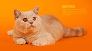 Desing de interação 003