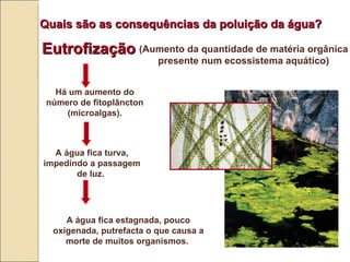 Quais s ão  as consequências da poluição da água? (Aumento da quantidade de matéria orgânica presente num ecossistema aqu ático) Há um aumento do número de fitoplâncton (microalgas). A água fica turva, impedindo a passagem de luz.  Eutrofização A água fica estagnada, pouco oxigenada, putrefacta o que causa a morte de muitos organismos.  