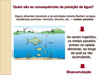 Quais s ão  as consequências da poluição da água? Alguns efluentes industriais e da actividade mineira libertam na água substâncias químicas: mercúrio, chumbo, etc. —  metais pesados . Ao serem ingeridos, os metais pesados entram na cadeia alimentar, ao longo da qual se vão acumulando. Bioacumulação 