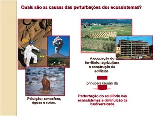 Quais s ão  as causas das perturbações dos ecossistemas? A ocupação do território: agricultura e construção de edifícios. Perturbação do equilíbrio dos ecossistemas e diminuição da biodiversidade. Poluição: atmosfera, águas e solos. principais causas da 