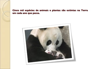 Cinco mil espécies de animais e plantas são extintas na Terra em cada ano que passa.   