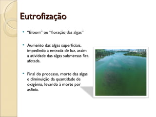 Eutrofização “ Bloom” ou “floração das algas” Aumento das algas superficiais, impedindo a entrada de luz, assim a atividade das algas submersas fica afetada. Final do processo, morte das algas e diminuição da quantidade de oxigênio, levando à morte por asfixia. 