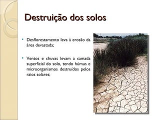 Destruição dos solos Desflorestamento leva à erosão da área devastada; Ventos e chuvas levam a camada superficial do solo, tendo húmus e microorganismos destruídos pelos raios solares; 