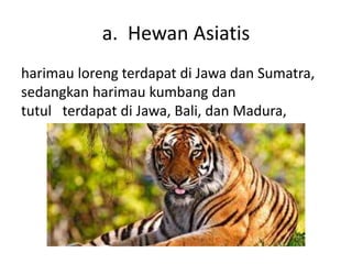 a. Hewan Asiatis
harimau loreng terdapat di Jawa dan Sumatra,
sedangkan harimau kumbang dan
tutul terdapat di Jawa, Bali, dan Madura,
 