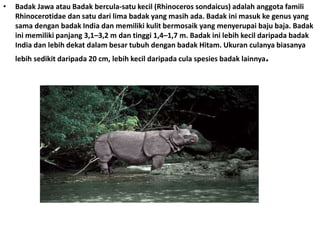 • Badak Jawa atau Badak bercula-satu kecil (Rhinoceros sondaicus) adalah anggota famili
Rhinocerotidae dan satu dari lima badak yang masih ada. Badak ini masuk ke genus yang
sama dengan badak India dan memiliki kulit bermosaik yang menyerupai baju baja. Badak
ini memiliki panjang 3,1–3,2 m dan tinggi 1,4–1,7 m. Badak ini lebih kecil daripada badak
India dan lebih dekat dalam besar tubuh dengan badak Hitam. Ukuran culanya biasanya
lebih sedikit daripada 20 cm, lebih kecil daripada cula spesies badak lainnya.
 