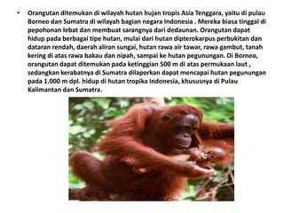 • Orangutan ditemukan di wilayah hutan hujan tropis Asia Tenggara, yaitu di pulau
Borneo dan Sumatra di wilayah bagian negara Indonesia . Mereka biasa tinggal di
pepohonan lebat dan membuat sarangnya dari dedaunan. Orangutan dapat
hidup pada berbagai tipe hutan, mulai dari hutan dipterokarpus perbukitan dan
dataran rendah, daerah aliran sungai, hutan rawa air tawar, rawa gambut, tanah
kering di atas rawa bakau dan nipah, sampai ke hutan pegunungan. Di Borneo,
orangutan dapat ditemukan pada ketinggian 500 m di atas permukaan laut ,
sedangkan kerabatnya di Sumatra dilaporkan dapat mencapai hutan pegunungan
pada 1.000 m dpl. hidup di hutan tropika Indonesia, khususnya di Pulau
Kalimantan dan Sumatra.
 