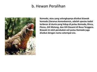b. Hewan Peralihan
Komodo, atau yang selengkapnya disebut biawak
komodo (Varanus komodoensis, adalah spesies kadal
terbesar di dunia yang hidup di pulau Komodo, Rinca,
Flores, Gili Motang, dan Gili Dasami di Nusa Tenggara.
Biawak ini oleh penduduk asli pulau Komodo juga
disebut dengan nama setempat ora.
 