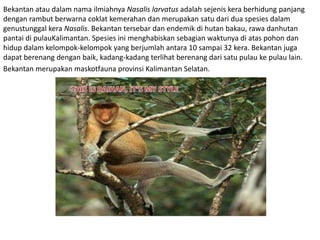 Bekantan atau dalam nama ilmiahnya Nasalis larvatus adalah sejenis kera berhidung panjang
dengan rambut berwarna coklat kemerahan dan merupakan satu dari dua spesies dalam
genustunggal kera Nasalis. Bekantan tersebar dan endemik di hutan bakau, rawa danhutan
pantai di pulauKalimantan. Spesies ini menghabiskan sebagian waktunya di atas pohon dan
hidup dalam kelompok-kelompok yang berjumlah antara 10 sampai 32 kera. Bekantan juga
dapat berenang dengan baik, kadang-kadang terlihat berenang dari satu pulau ke pulau lain.
Bekantan merupakan maskotfauna provinsi Kalimantan Selatan.
 