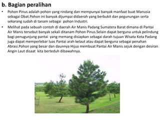 b. Bagian peralihan
• Pohon Pinus adalah pohon yang rindang dan mempunyai banyak manfaat buat Manusia
sebagai Obat.Pohon ini banyak dijumpai didaerah yang berbukit dan pegunungan serta
sekarang sudah di tanam sebagai pohon Industri.
• Melihat pada sebuah contoh di daerah Air Manis Padang Sumatera Barat dimana di Pantai
Air Manis tersebut banyak sekali ditanam Pohon Pinus.Selain dapat berguna untuk pelindung
bagi penugunjung pantai yang memang disiapkan sebagai darah tujuan Wisata Kota Padang
juga dapat memperlebar luas Pantai arah kelaut atau dapat berguna sebagai penahan
Abrasi.Pohon yang besar dan daunnya Hijua membuat Pantai Air Manis sejuk dengan desiran
Angin Laut disaat kita berteduh dibawahnya.
 