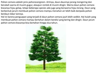 Pohon cemara adalah jenis pohonevergreen. Artinya, daun-daunnya jarang mengering dan
berubah warna di musim gugur, ataupun rontok di musim dingin. Warna daun pohon cemara
biasanya hijau gelap, tetapi beberapa spesies ada juga yang berwarna hijau terang. Daun yang
berbentuk jarum membuat pohon cemara mampu menahan air lebih baik daripada pohon
berdaun lebar lainnya.
Hal ini karena penguapan yang terjadi di daun pohon cemara jauh lebih sedikit. Hal itulah yang
membuat pohon cemara mampu bertahan dalam kondisi yang kering dan dingin. Daun jarum
pohon cemara biasanya bisa bertahan hingga dua tahun.
 