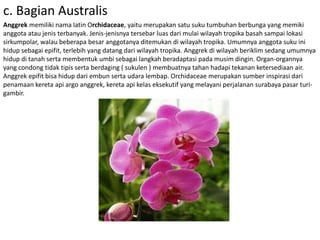 c. Bagian Australis
Anggrek memiliki nama latin Orchidaceae, yaitu merupakan satu suku tumbuhan berbunga yang memiki
anggota atau jenis terbanyak. Jenis-jenisnya tersebar luas dari mulai wilayah tropika basah sampai lokasi
sirkumpolar, walau beberapa besar anggotanya ditemukan di wilayah tropika. Umumnya anggota suku ini
hidup sebagai epifit, terlebih yang datang dari wilayah tropika. Anggrek di wilayah beriklim sedang umumnya
hidup di tanah serta membentuk umbi sebagai langkah beradaptasi pada musim dingin. Organ-organnya
yang condong tidak tipis serta berdaging ( sukulen ) membuatnya tahan hadapi tekanan ketersediaan air.
Anggrek epifit bisa hidup dari embun serta udara lembap. Orchidaceae merupakan sumber inspirasi dari
penamaan kereta api argo anggrek, kereta api kelas eksekutif yang melayani perjalanan surabaya pasar turi-
gambir.
 