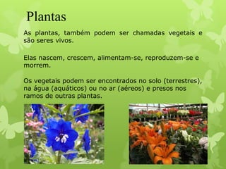 Plantas
As plantas, também podem ser chamadas vegetais e
são seres vivos.
Elas nascem, crescem, alimentam-se, reproduzem-se e
morrem.
Os vegetais podem ser encontrados no solo (terrestres),
na água (aquáticos) ou no ar (aéreos) e presos nos
ramos de outras plantas.
 