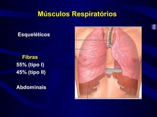 Músculos Respiratórios

Esqueléticos



  Fibras
55% (tipo I)
45% (tipo II)

Abdominais
 