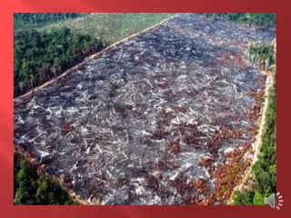 Desmatamento 0 Z E R O