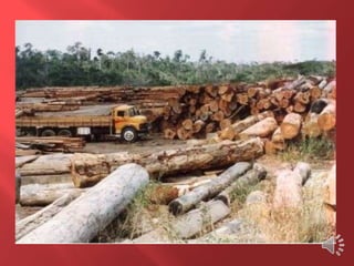 Desmatamento 0 Z E R O