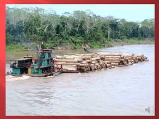 Desmatamento 0 Z E R O