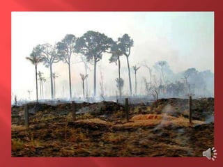 Desmatamento 0 Z E R O