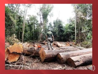 Desmatamento 0 Z E R O