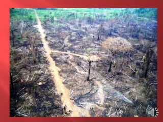 Desmatamento 0 Z E R O