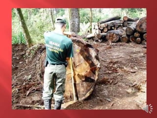 Desmatamento 0 Z E R O