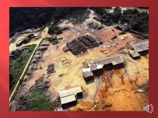 Desmatamento 0 Z E R O