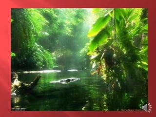 Desmatamento 0 Z E R O