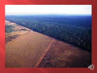 Desmatamento 0 Z E R O