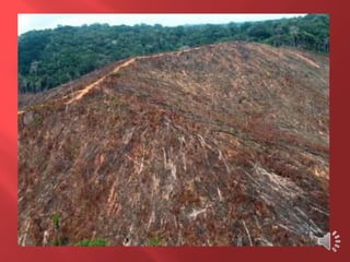 Desmatamento 0 Z E R O