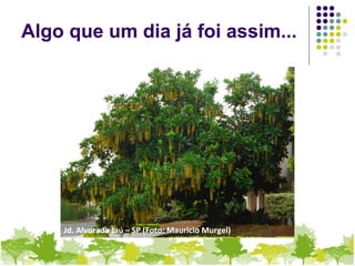 Algo que um dia já foi assim...
Jd. Alvorada Jaú – SP (Foto: Mauricio Murgel)
 