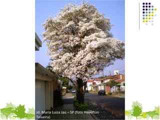Jd. Maria Luiza Jaú – SP (foto Heverton
Teixeira)
 