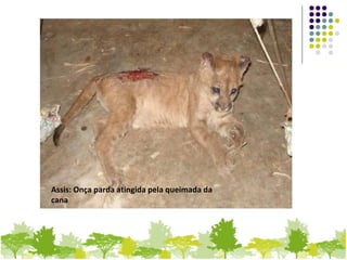Assis: Onça parda atingida pela queimada da
cana
 