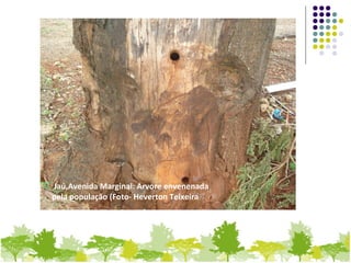 Jaú,Avenida Marginal: Arvore envenenada
pela população (Foto- Heverton Teixeira
 