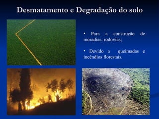 Desmatamento e Degradação do solo Para a construção de moradias, rodovias;  Devido a  queimadas e incêndios florestais. 