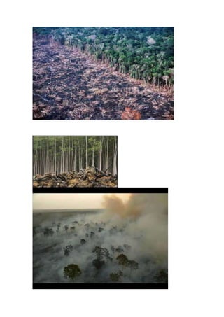 Desmatamento(delzimara)