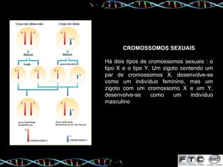 CROMOSSOMOS SEXUAIS Há dois tipos de cromossomos sexuais : o tipo X e o tipo Y. Um zigoto contendo um par de cromossomos X, desenvolve-se como um indivíduo feminino, mas um zigoto com um cromossomo X e um Y, desenvolve-se como um indivíduo masculino  