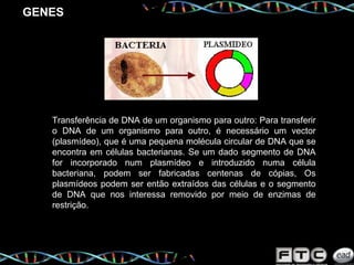 GENES Transferência de DNA de um organismo para outro: Para transferir o DNA de um organismo para outro, é necessário um vector (plasmídeo), que é uma pequena molécula circular de DNA que se encontra em células bacterianas. Se um dado segmento de DNA for incorporado num plasmídeo e introduzido numa célula bacteriana, podem ser fabricadas centenas de cópias, Os plasmídeos podem ser então extraídos das células e o segmento de DNA que nos interessa removido por meio de enzimas de restrição. 