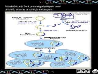 Transferência de DNA de um organismo para outro utilizando enzimas de restrição e clonagem 