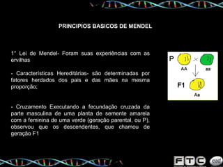 PRINCIPIOS BASICOS DE MENDEL 1° Lei de Mendel- Foram suas experiências com as ervilhas - Características Hereditárias- são determinadas por fatores herdados dos pais e das mães na mesma proporção;  - Cruzamento Executando a fecundação cruzada da parte masculina de uma planta de semente amarela com a feminina de uma verde (geração parental, ou P), observou que os descendentes, que chamou de geração F1  
